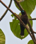 Green-throated Sunbird